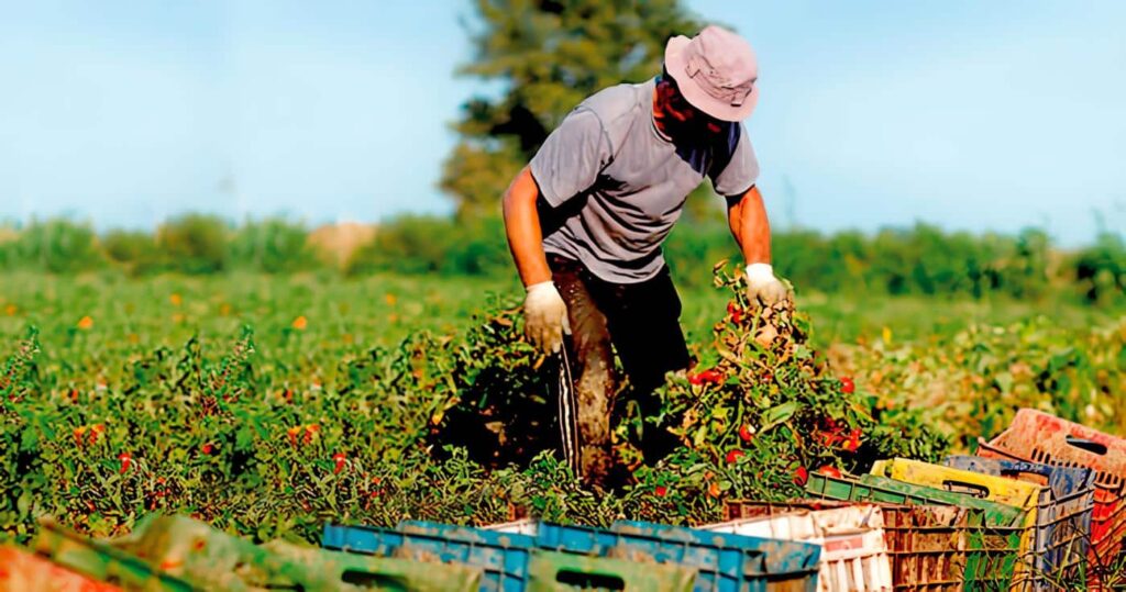 MABO y MAZO, modelos esenciales para agricultura sostenible