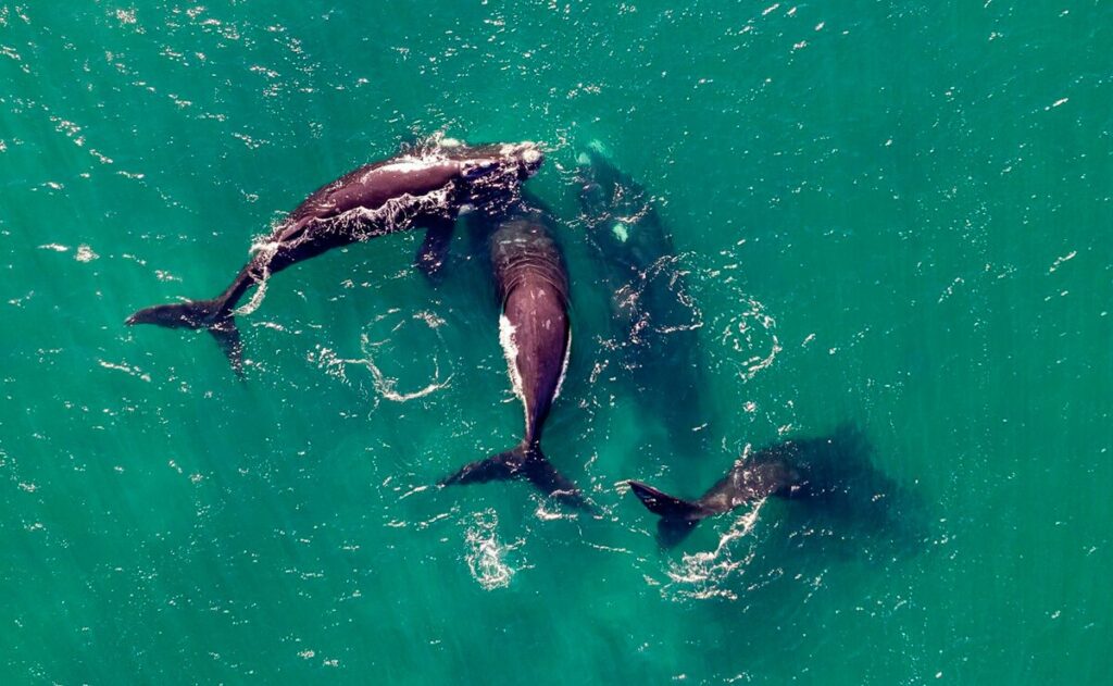 Avistamiento de ballenas en Baja California Sur, sinergia entre conservación y beneficio económico